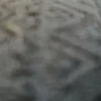 چادر مسافرتی