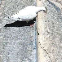 کبوتر پلاکی