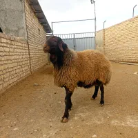 قوچ همو و بره قوچ های همو