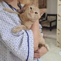 واگذاری رایگان بچه گربه
