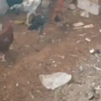 خروس لاری سفید نوک طوطی موجود