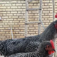 خروس آمروک اصلی