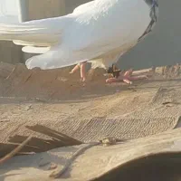 کفتر طوقی ماده|پرنده|فولادشهر, A6|دیوار