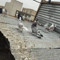کفتر ۴۰ تا یکجا همه خال قدیم پرشی بشرط