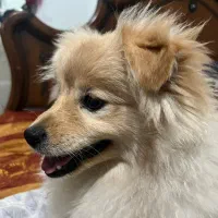 سگ پامر ماده|سگ|رشت, گلسار|دیوار