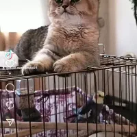 گربه بریتیش