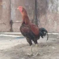 خوروس