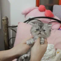 گربه سوپرفلت پرشین