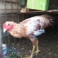 خروس برای داشت