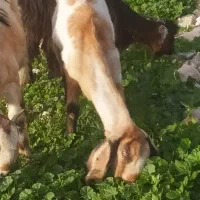 فروش دوتابز