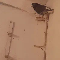 کفتر نرسوراخ|پرنده|چترود, |دیوار