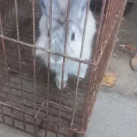 خرگوش بچه