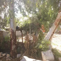 بید|گل و گیاه طبیعی|رامهرمز, |دیوار