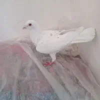 سار|پرنده|چناران, |دیوار