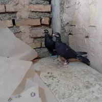 نرماده بزک  جفتگاه وپرش