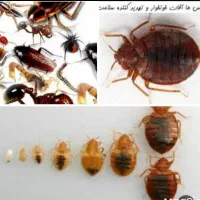 سمپاشی حشرات 100%تضمینی کل حشرات موزی ساس سوسک بید|خدمات نظافت|تهران, تجریش|دیوار