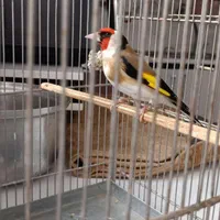 سهره مست