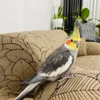 عروس هلندی و طوطی برزیلی