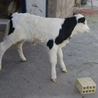 باسلام یک راس گو ساله موند بلیارد3روزه ماده