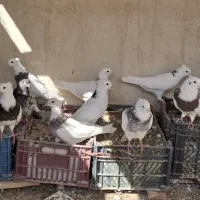 کبوتر فروشی|پرنده|شاهین‌شهر, فدک|دیوار