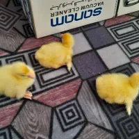 جوج قو لیندا .جوج خروس .بوقلمون