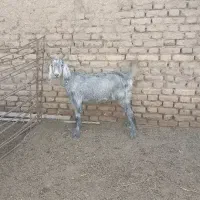 بزغاله ماده،قیر،مخصوص داشتی،از بهترین نسل