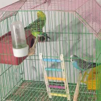 مرغ عشق|پرنده|جم, |دیوار