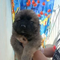 فروش توله‌سگ های قفقازی اصیلِ نگهبان نگهبان واقعی.