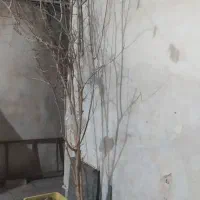 72مترویلایی|فروش خانه و ویلا|قم, ولیعصر|دیوار