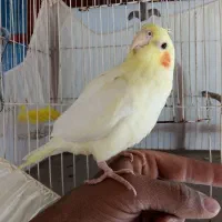 عروس هلندی نر  دستی 500