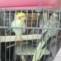 عروس هلندی نرو ماده سخنگو