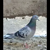 کفتر