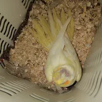 عروس هلندی دونخور