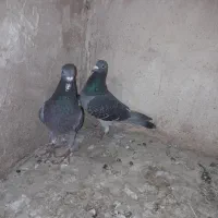 جفت المانی کار داده|پرنده|مشهد, انقلاب|دیوار