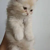 بچه گربه پرشین ماده