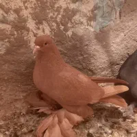 کبوتر زرد مایا مولف