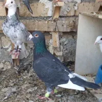 فروش چند جفت کبوتر|پرنده|جره و بالاده, |دیوار