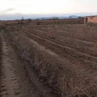 زمین 4800 متری در تاکستان