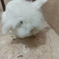 خرگوش لپ هلندی