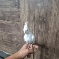 عروس هلندی|پرنده|کنگاور, |دیوار
