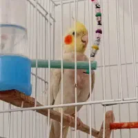 عروس هلندی سخنگو
