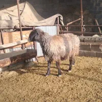 شیشک میش|حیوانات مزرعه|مرودشت, نقش رستم|دیوار