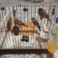 سهره گلبسر|پرنده|قزوین, |دیوار
