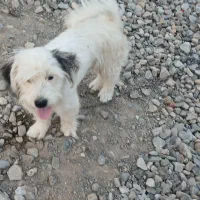 ...|سگ|سیمین شهر, |دیوار