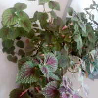 گل حسن یوسف