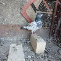 کبوتر سرور و پلاکی