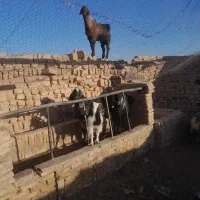 سه عدد کره نر  پاکستانی هر سه تا مال یک بز هستن|حیوانات مزرعه|ماهان, |دیوار