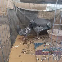 کبوتر|پرنده|قم, انصار‌الحسین|دیوار