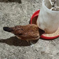 مرغ و خروس گلین و گیل اصل گیلانی|حیوانات مزرعه|پیشوا, |دیوار