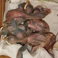 مرغ مینا شهریار